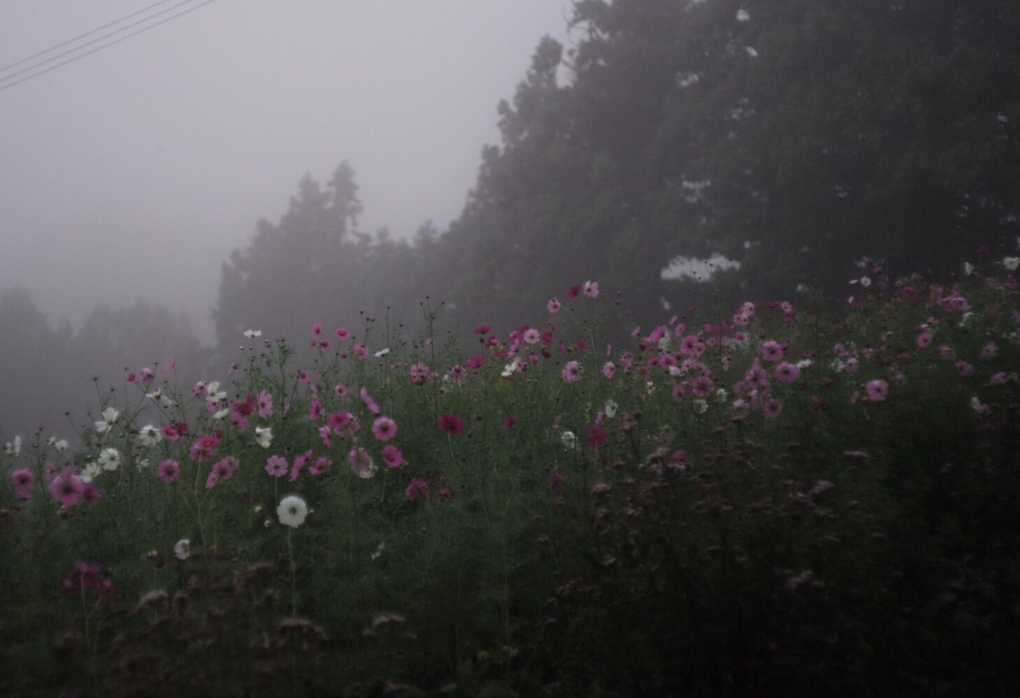 雨上がりの黄色い丘