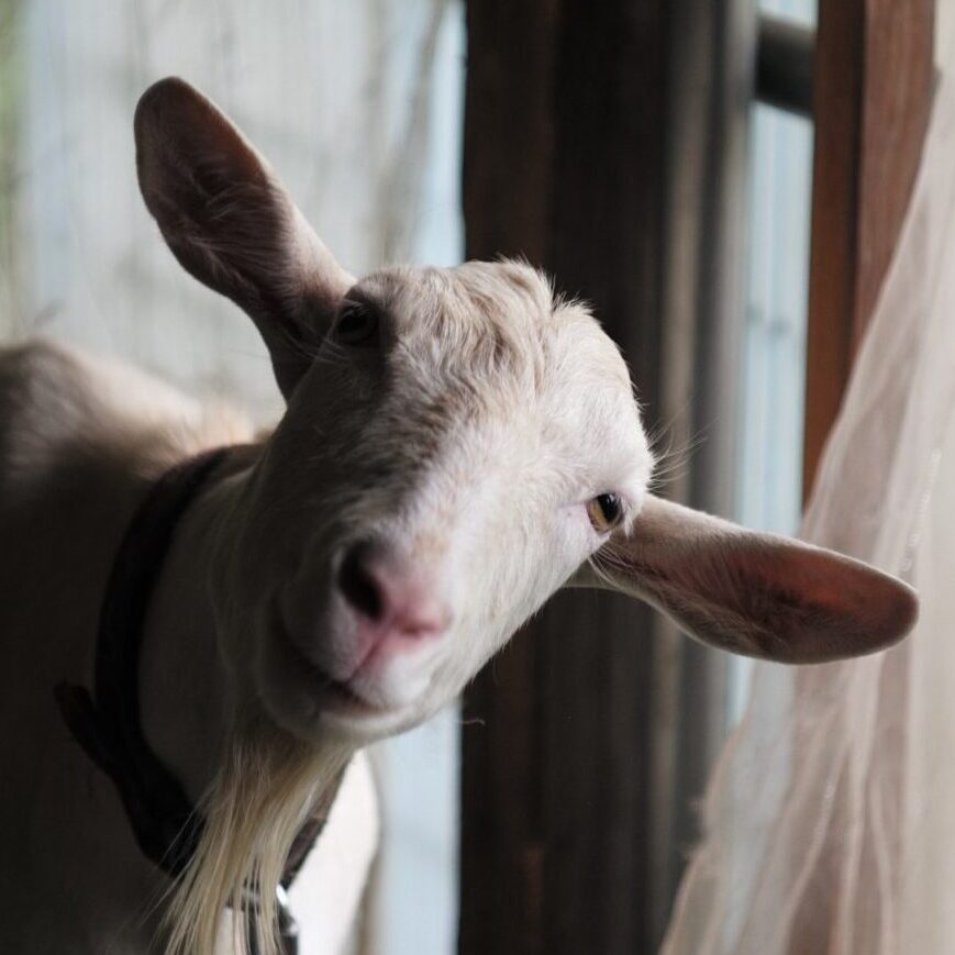 千葉県 Yさま「胃がもたれることなく、美味しくいただきました」