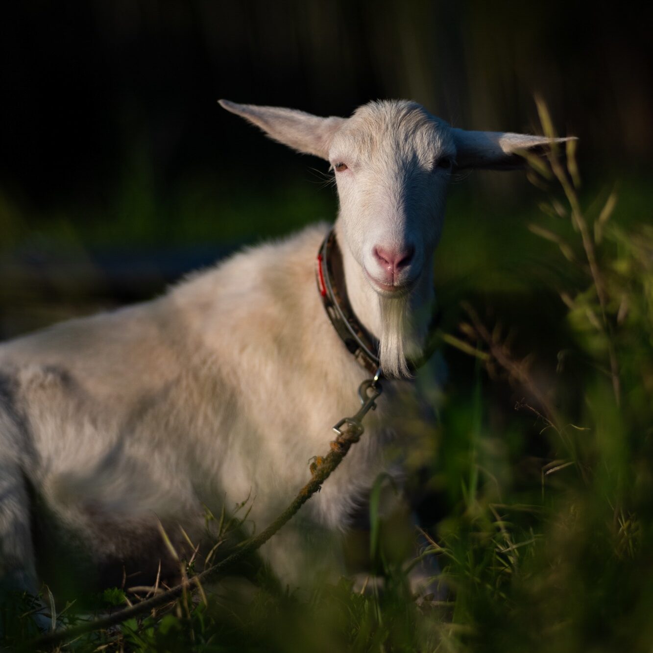 〈こくぶか〉煮詰めたプルーンのような凝縮感のコーヒー (グァテマラ/極深煎り) 200g