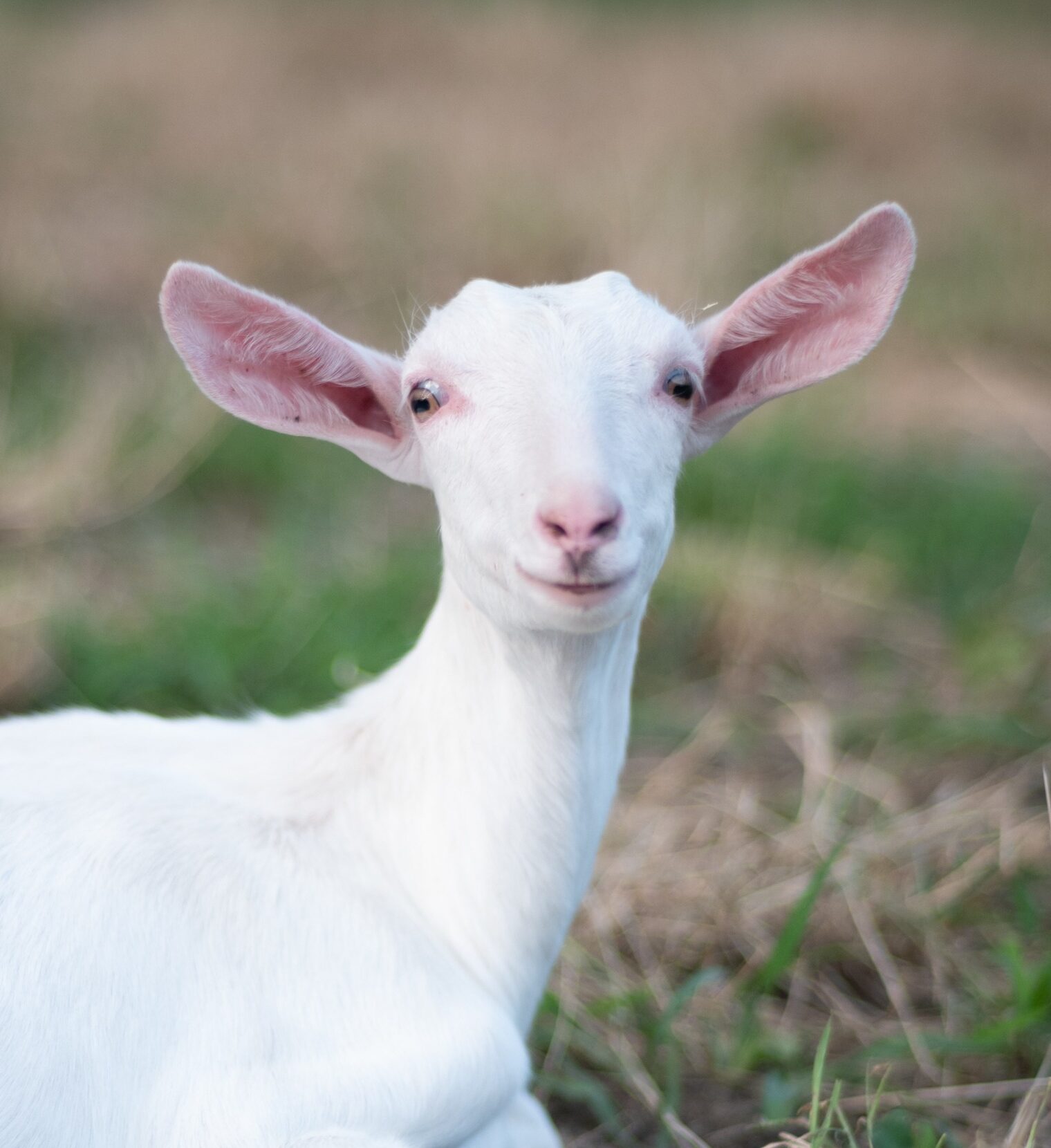 愛媛県 Kさま「ポストを開けた瞬間にとてもいい香りがしました」
