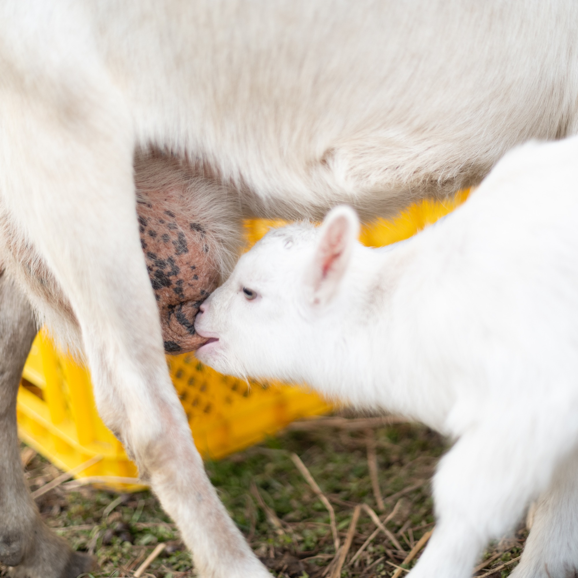 東京都 Sさま「コーヒー好きの先輩にオススメされて」