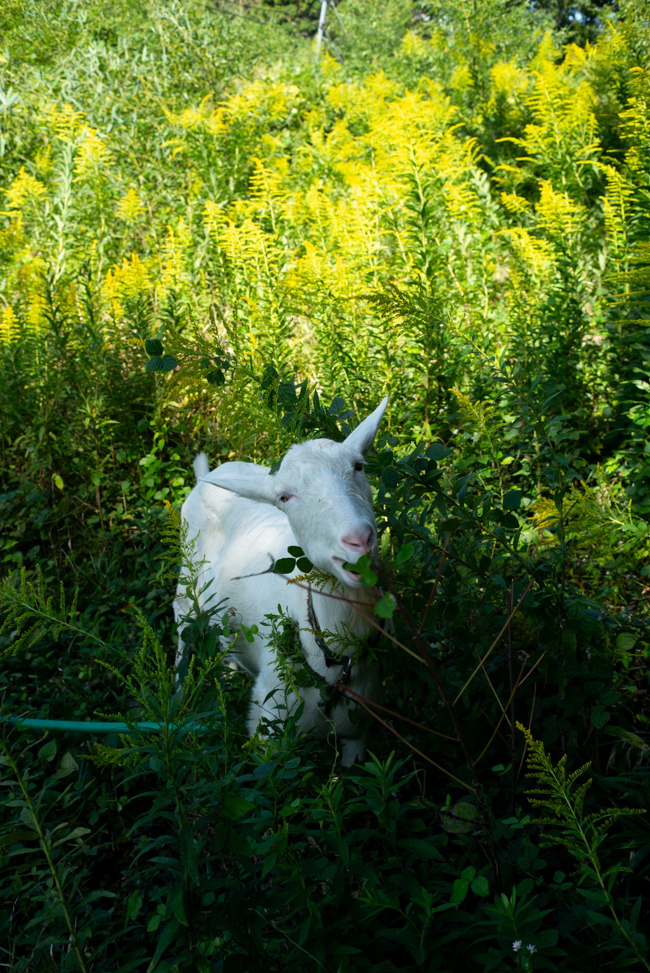 〈はなやか〉5th Anniversary Blend 浅煎り 200g