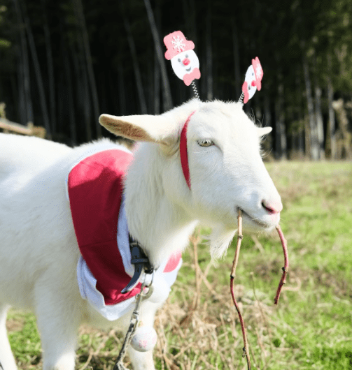 【なごやか】クリスマスブレンド（深煎り）200g
