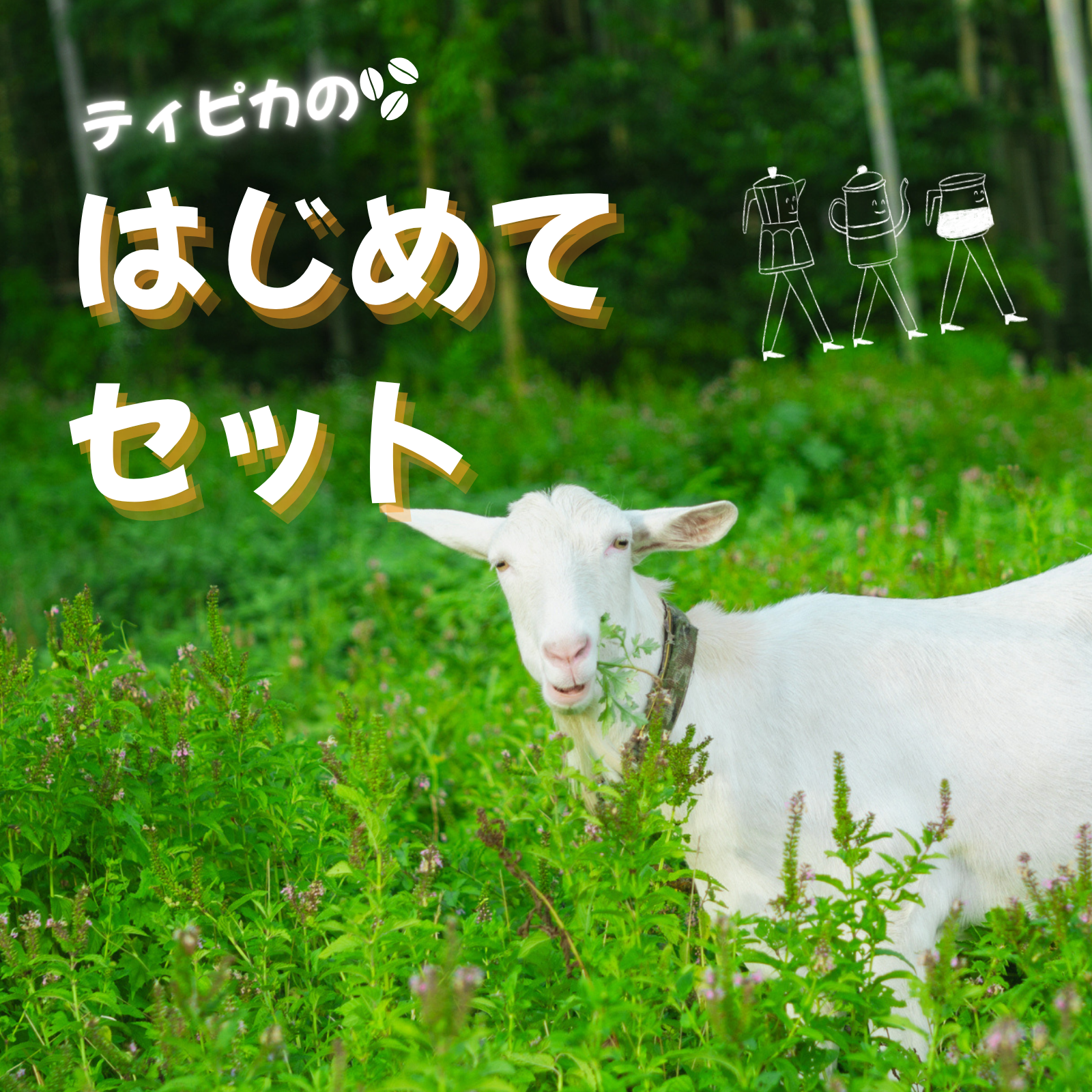 ティピカのはじめてセット(mini/MAX)