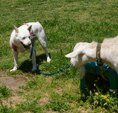 【ごほうび】なめらか / バレンタインブレンド (中深深煎り)