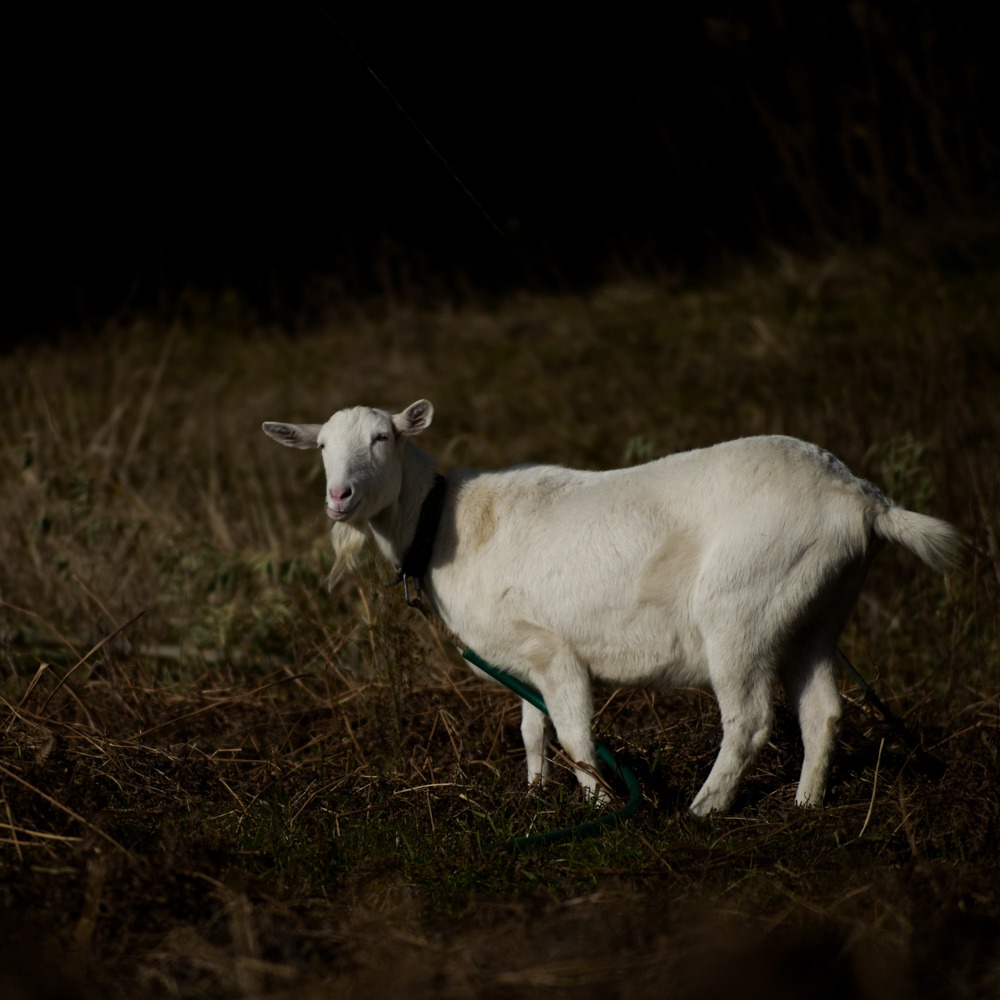 むこうがわ / Smoky (極深煎り)