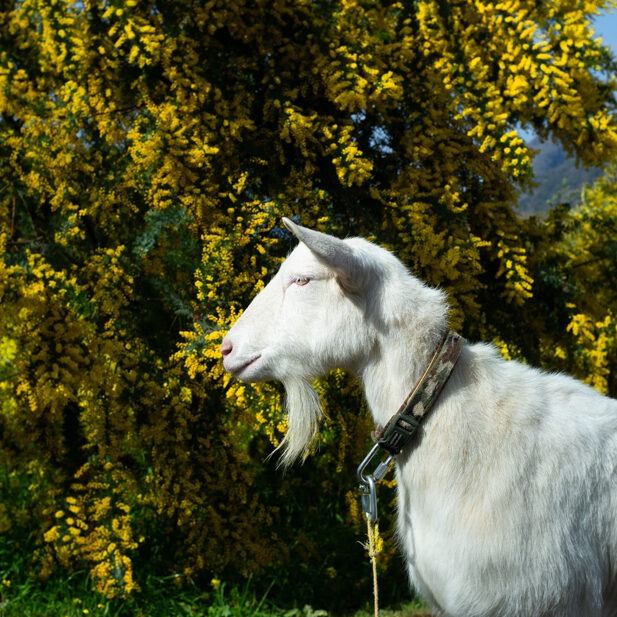【ごほうび】うららか / ミモザブレンド（中煎り）