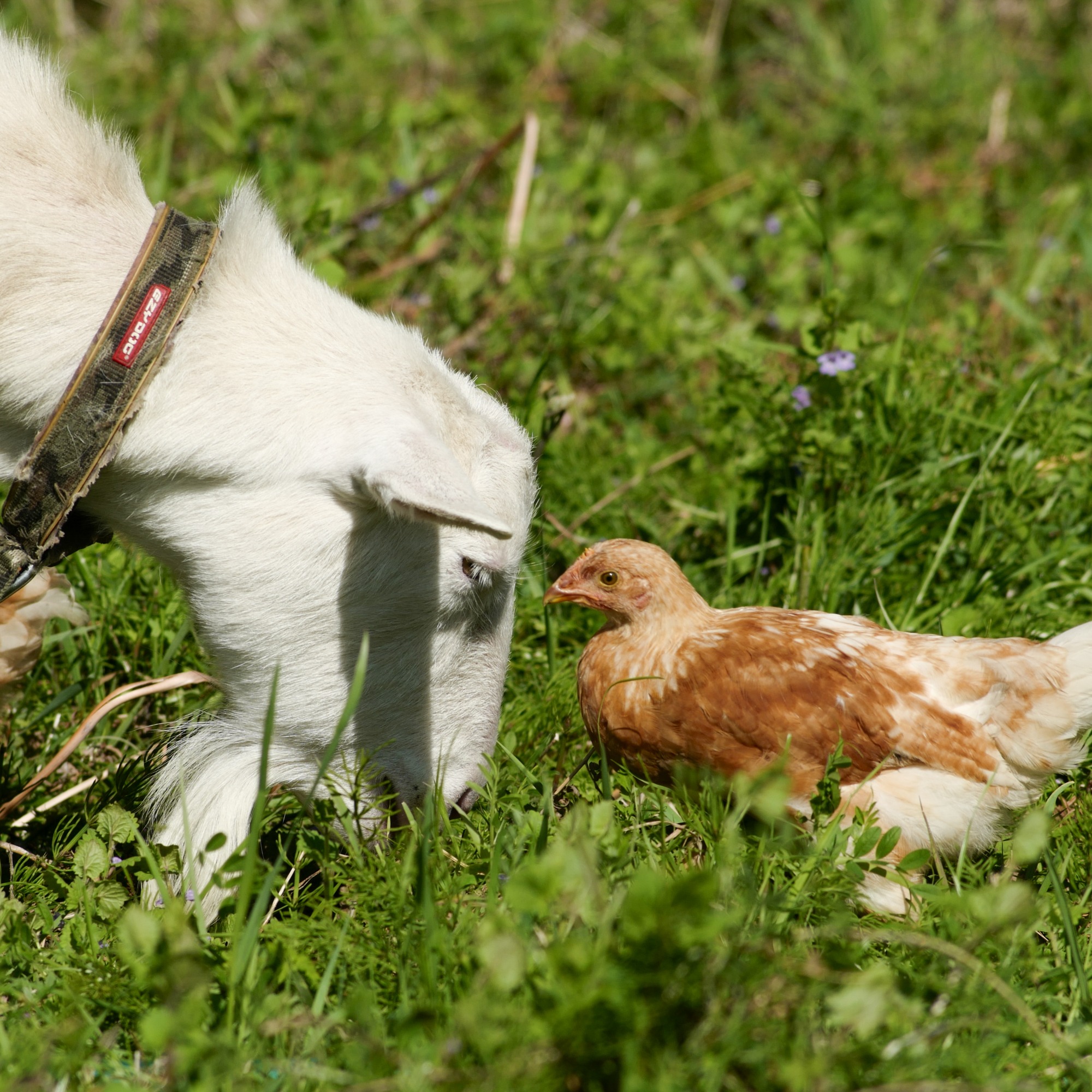 すこやか / 二十四節気「清明」
